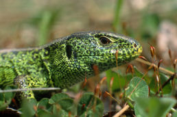 258px-Lacerta_agilis_1_%28Marek_Szczepanek%29.jpeg