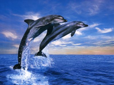 wallpapers_Wallpaper_-_Animals_Dolphin_Duet.jpeg